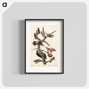 アートポスター-Hairy Woodpecker, Red-bellied Woodpecker, Red-shafted Woodpecker, Lewis' Woodpecker and Red-breasted Woodpecker
 - アメリカの鳥たち Poster.