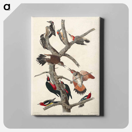アートパネル-Hairy Woodpecker, Red-bellied Woodpecker, Red-shafted Woodpecker, Lewis' Woodpecker and Red-breasted Woodpecker
 - アメリカの鳥たち Canvas.