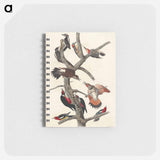 アートメモ帳-Hairy Woodpecker, Red-bellied Woodpecker, Red-shafted Woodpecker, Lewis' Woodpecker and Red-breasted Woodpecker
 - アメリカの鳥たち Memo.
