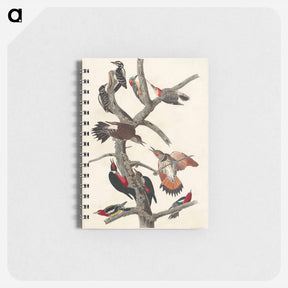 アートメモ帳-Hairy Woodpecker, Red-bellied Woodpecker, Red-shafted Woodpecker, Lewis' Woodpecker and Red-breasted Woodpecker
 - アメリカの鳥たち Memo.