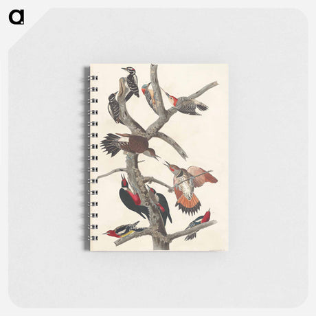 アートメモ帳-Hairy Woodpecker, Red-bellied Woodpecker, Red-shafted Woodpecker, Lewis' Woodpecker and Red-breasted Woodpecker
 - アメリカの鳥たち Memo.