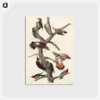 アートポストカード-Hairy Woodpecker, Red-bellied Woodpecker, Red-shafted Woodpecker, Lewis' Woodpecker and Red-breasted Woodpecker
 - アメリカの鳥たち Postcard.