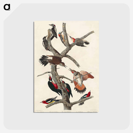 アートポストカード-Hairy Woodpecker, Red-bellied Woodpecker, Red-shafted Woodpecker, Lewis' Woodpecker and Red-breasted Woodpecker
 - アメリカの鳥たち Postcard.