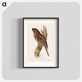 アートポスター-Tawny-shouldered Frogmouth
 - オーストラリアの鳥 Poster.