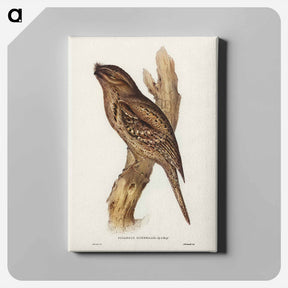 アートパネル-Tawny-shouldered Frogmouth
 - オーストラリアの鳥 Canvas.