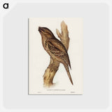 アートポストカード-Tawny-shouldered Frogmouth
 - オーストラリアの鳥 Postcard.