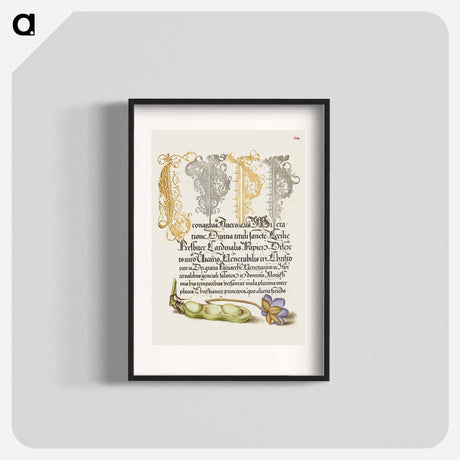 アートポスター-Broad Bean and Liverleaf from Mira Calligraphiae Monumenta
 - 書道のお手本 Poster.