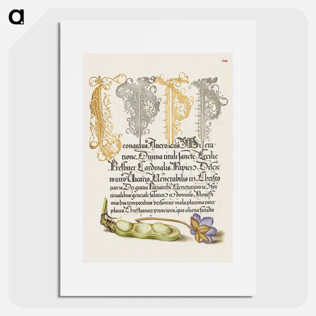 アートポスター-Broad Bean and Liverleaf from Mira Calligraphiae Monumenta
 - 書道のお手本 Poster.