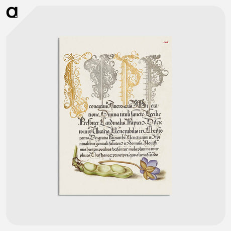 アートポストカード-Broad Bean and Liverleaf from Mira Calligraphiae Monumenta
 - 書道のお手本 Postcard.