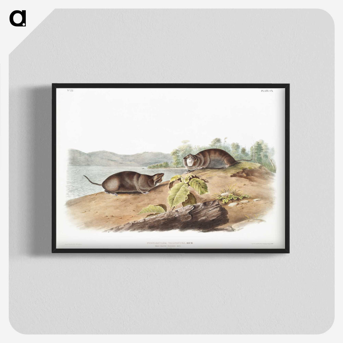 2-44_The-Viviparous-Quadrupeds_blk-crop