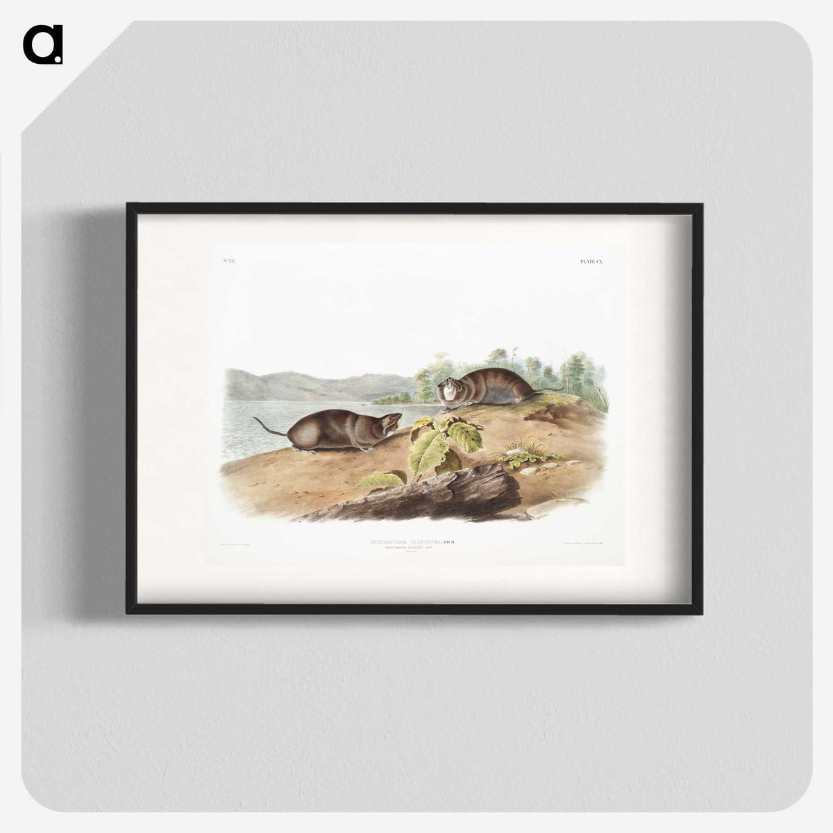 2-44_The-Viviparous-Quadrupeds_blk