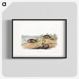 2-44_The-Viviparous-Quadrupeds_blk