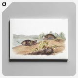 2-44_The-Viviparous-Quadrupeds_canvas