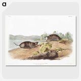 2-44_The-Viviparous-Quadrupeds_picture-crop