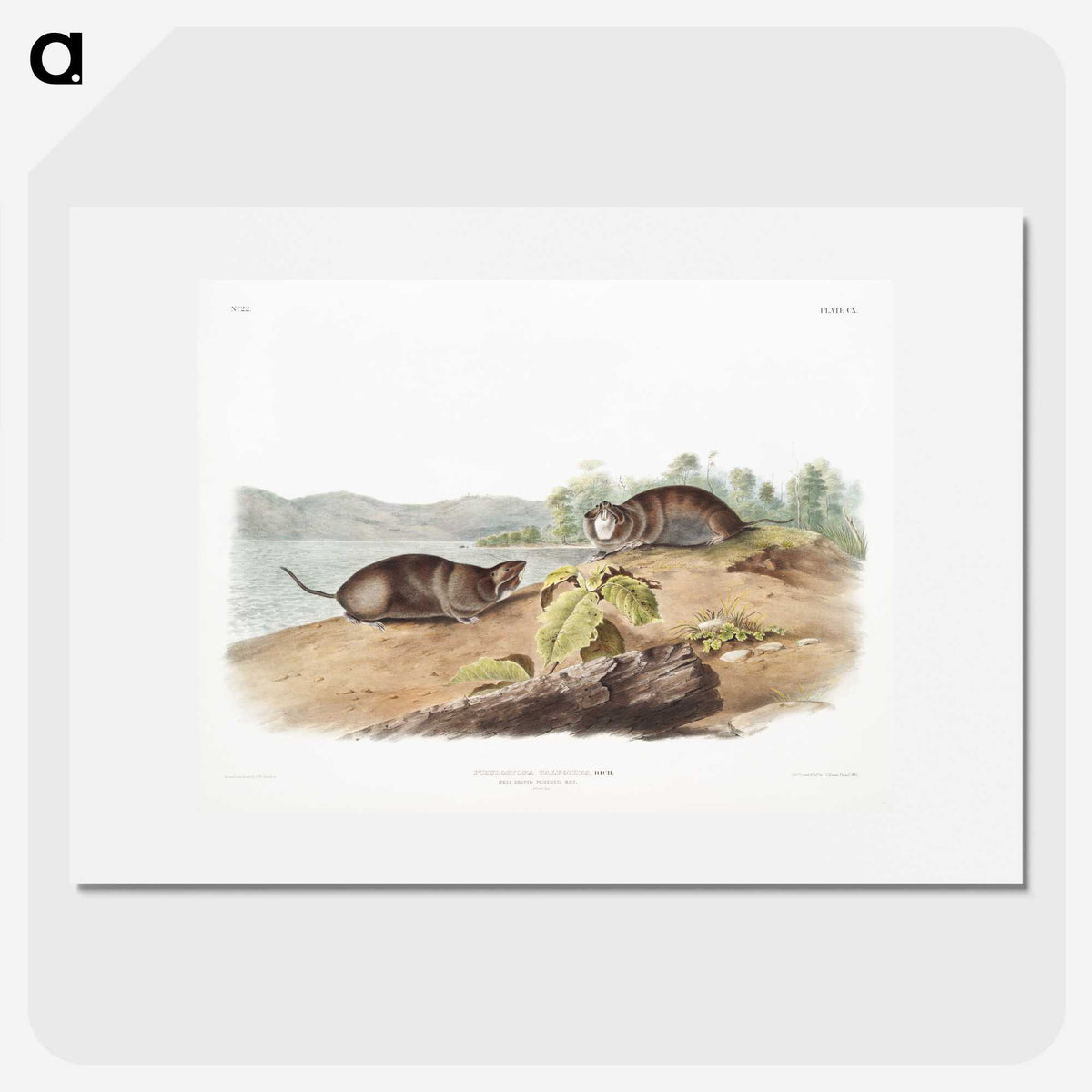 2-44_The-Viviparous-Quadrupeds_picture