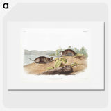 2-44_The-Viviparous-Quadrupeds_picture