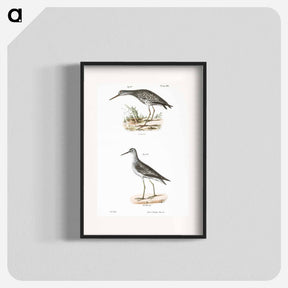アートポスター-Varied Tatler (Titatus malenoleucus) 212. Yellowlegs (Totanus flavipes) illustration from Zoology of New York by - ニューヨークの動物学 Poster.