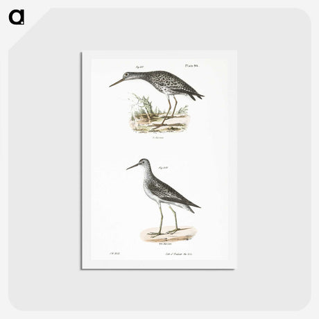 2-44_Zoology-of-New-York_hagaki
