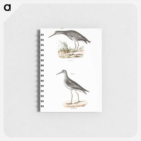 アートメモ帳-Varied Tatler (Titatus malenoleucus) 212. Yellowlegs (Totanus flavipes) illustration from Zoology of New York by - ニューヨークの動物学 Memo.
