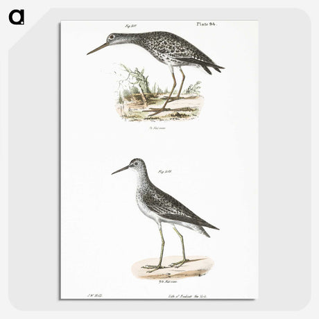 2-44_Zoology-of-New-York_picture-crop