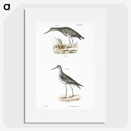 2-44_Zoology-of-New-York_picture