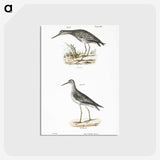 2-44_Zoology-of-New-York_postcard