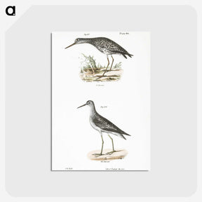 2-44_Zoology-of-New-York_postcard