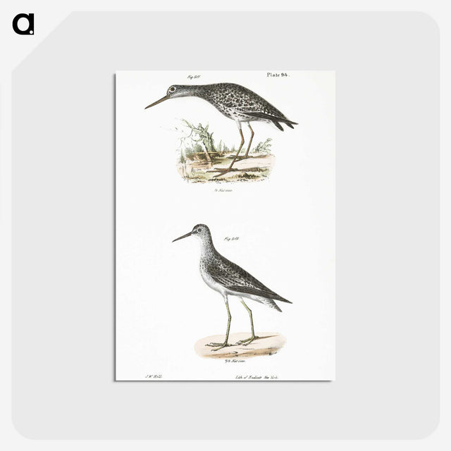 2-44_Zoology-of-New-York_postcard