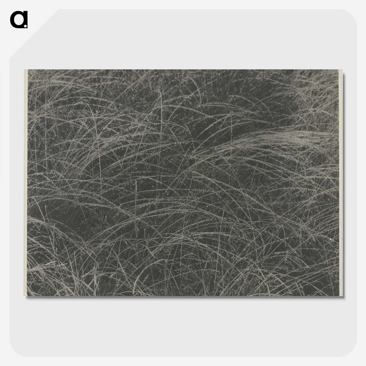2-45_Alfred-Stieglitz_picture-crop