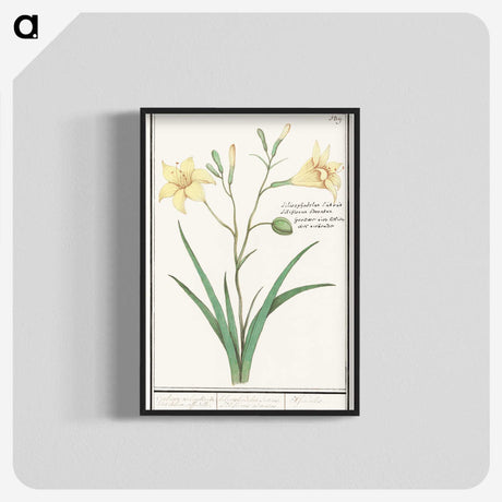 2-45_Anselmus-Boetius-de-Boodt_blk-crop