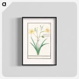 Yellow lily - アンセルムス ボエティウス デ ブート Poster.