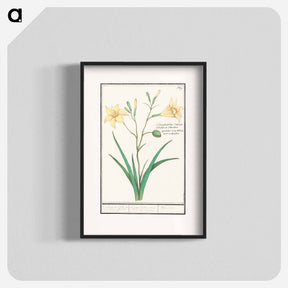 アートポスター-Yellow lily - アンセルムス ボエティウス デ ブート Poster.