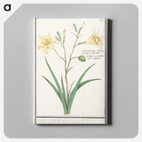 2-45_Anselmus-Boetius-de-Boodt_canvas