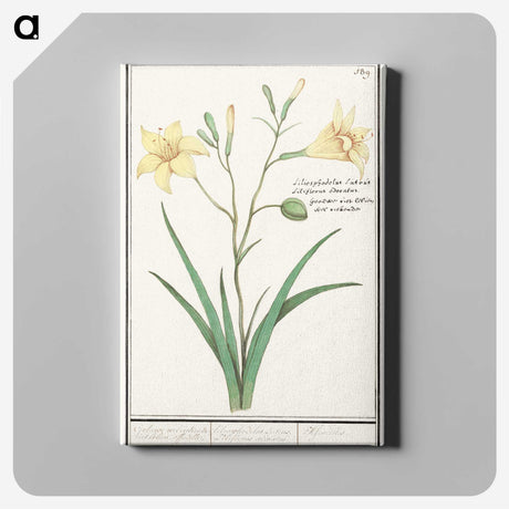 2-45_Anselmus-Boetius-de-Boodt_canvas