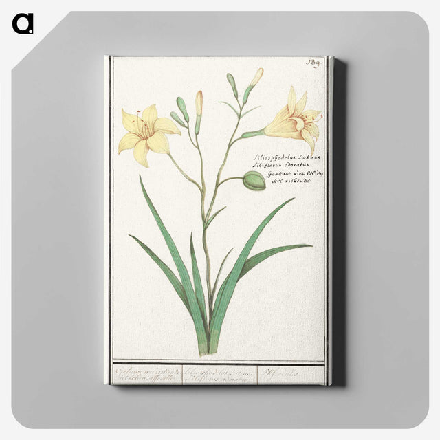 2-45_Anselmus-Boetius-de-Boodt_canvas