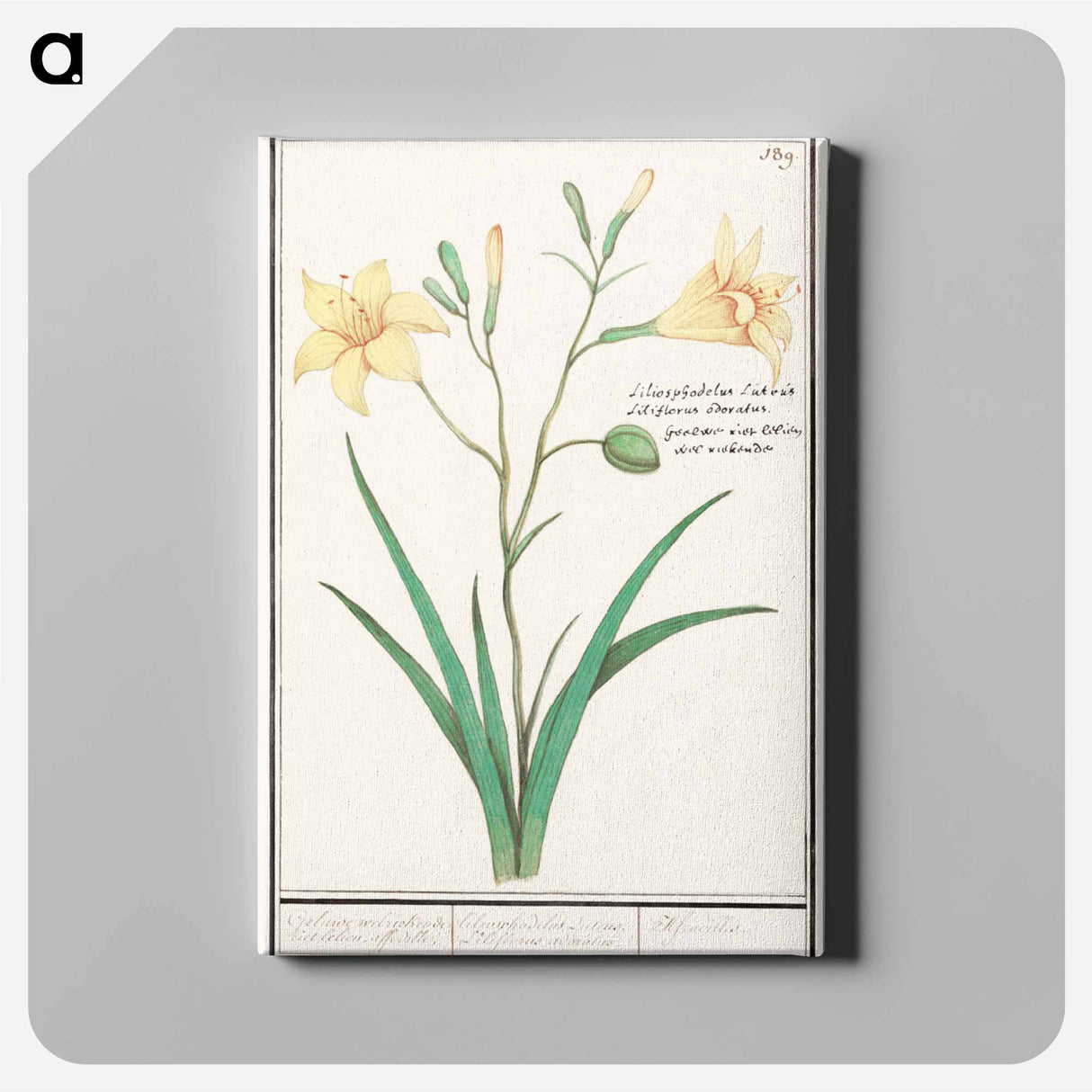 Yellow lily - アンセルムス ボエティウス デ ブート Canvas.