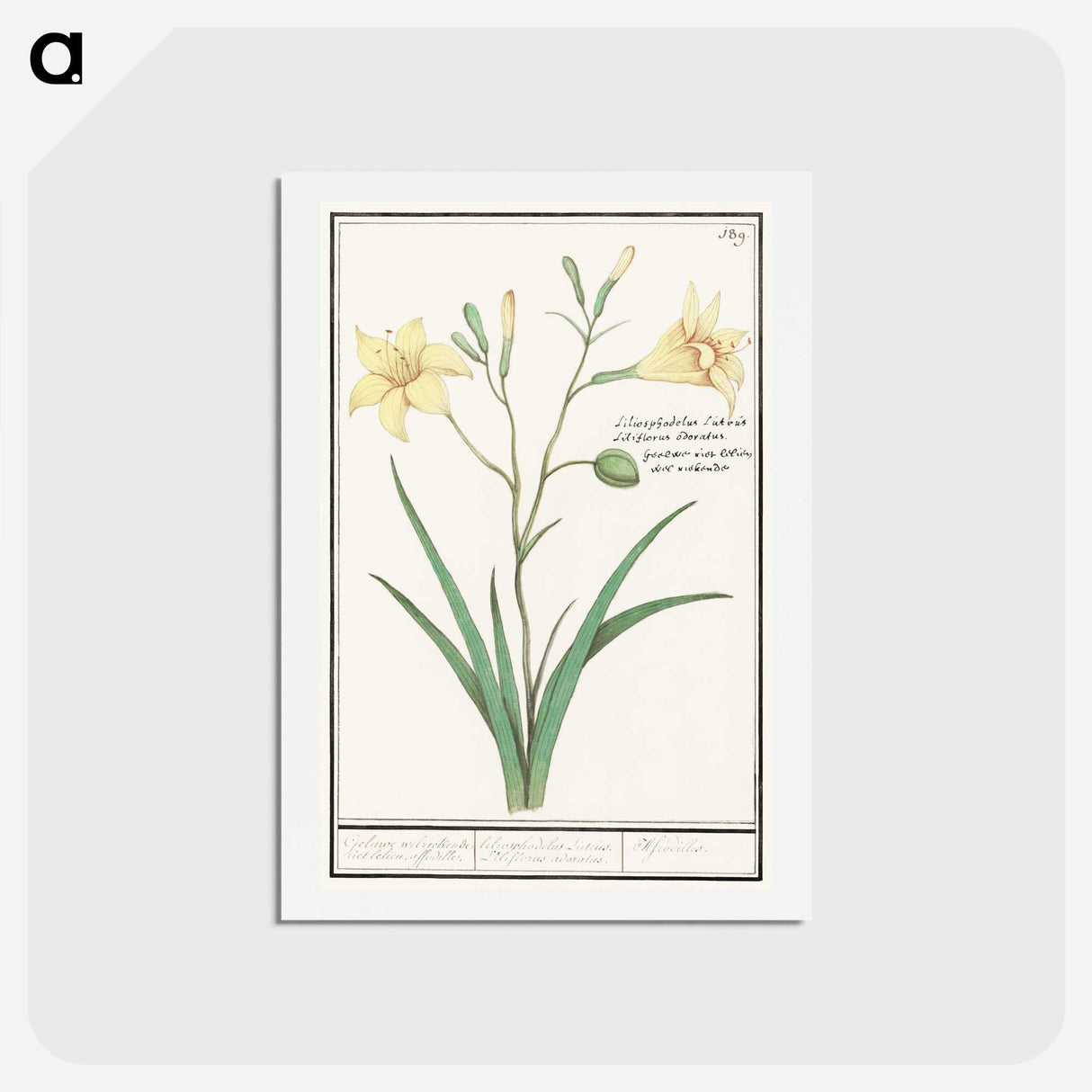 2-45_Anselmus-Boetius-de-Boodt_hagaki