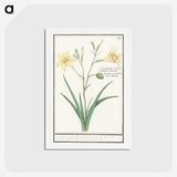 2-45_Anselmus-Boetius-de-Boodt_hagaki