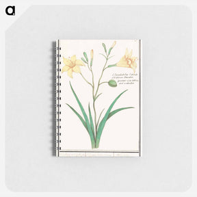 アートメモ帳-Yellow lily - アンセルムス ボエティウス デ ブート Memo.