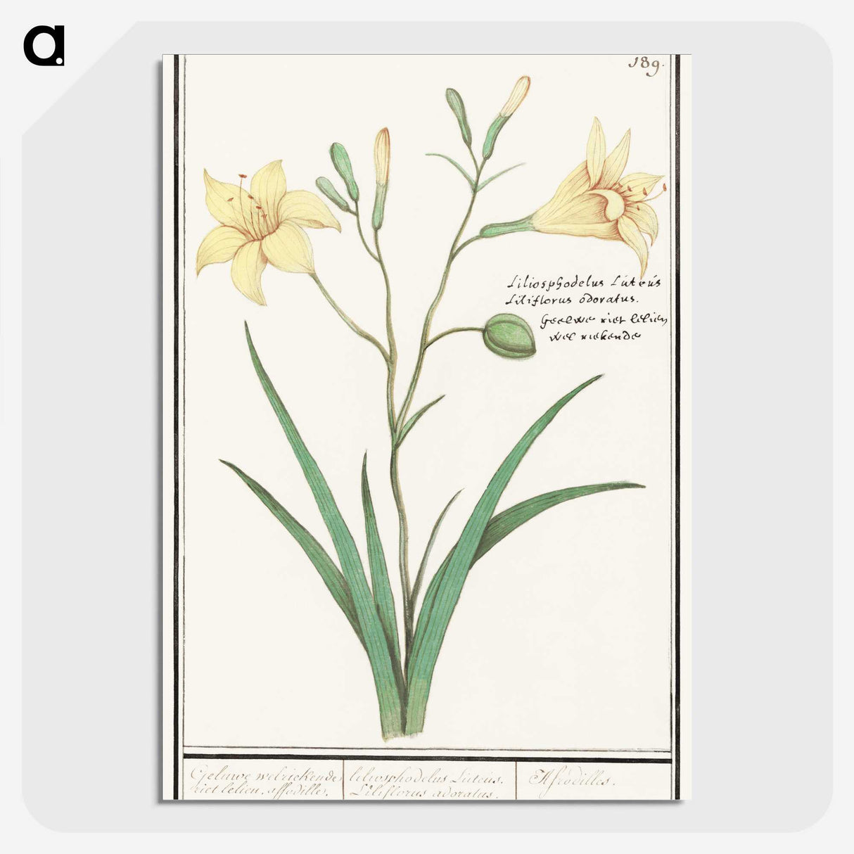 2-45_Anselmus-Boetius-de-Boodt_picture-crop