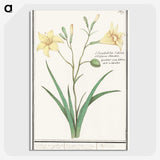 2-45_Anselmus-Boetius-de-Boodt_picture-crop