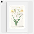 2-45_Anselmus-Boetius-de-Boodt_picture