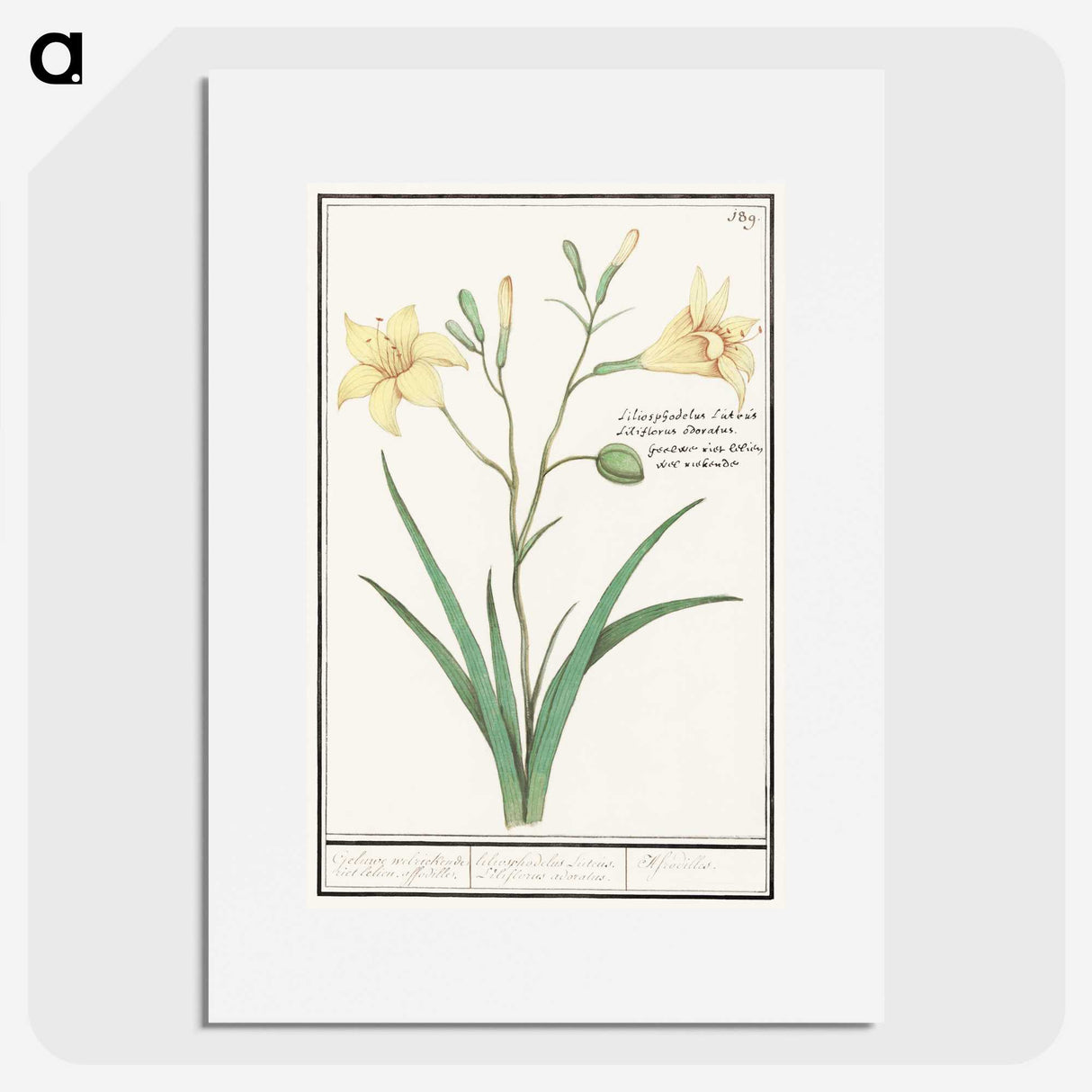 2-45_Anselmus-Boetius-de-Boodt_picture