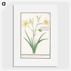 2-45_Anselmus-Boetius-de-Boodt_picture