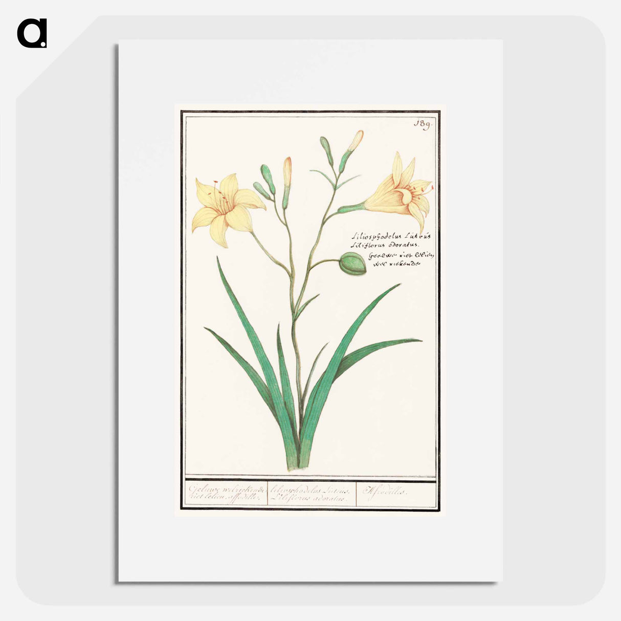 Yellow lily - アンセルムス ボエティウス デ ブート Poster.
