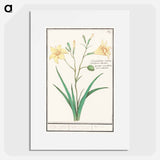 Yellow lily - アンセルムス ボエティウス デ ブート Poster.