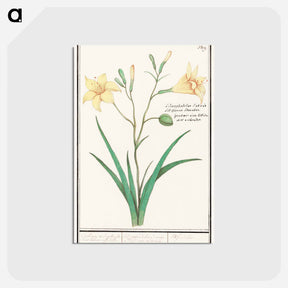 アートポストカード-Yellow lily - アンセルムス ボエティウス デ ブート Postcard.