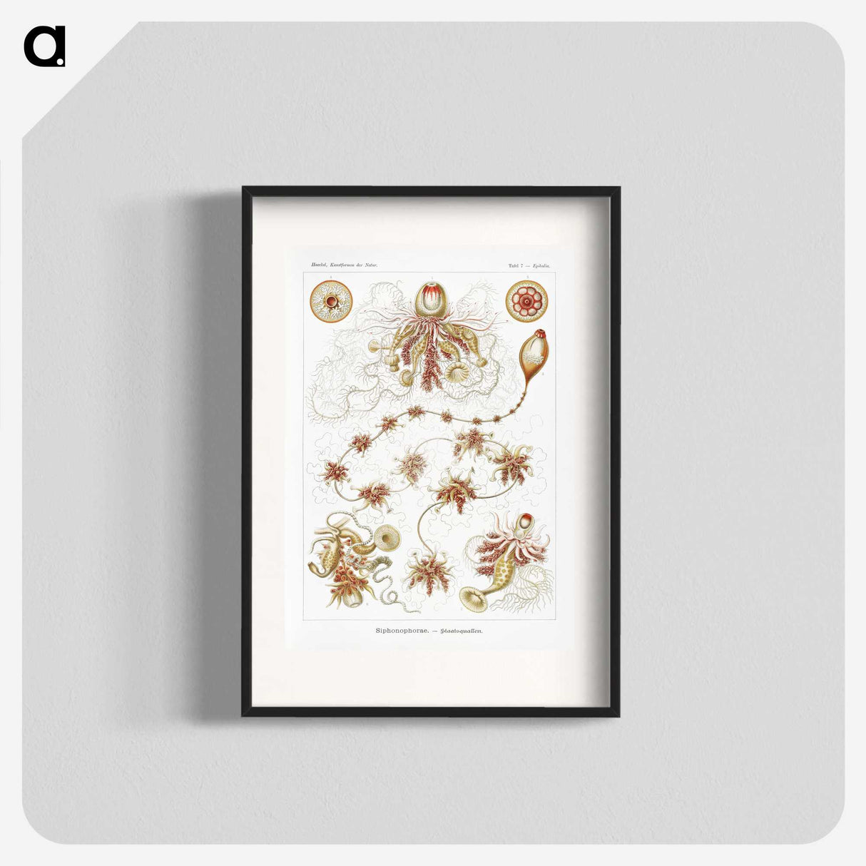 2-45_Ernst-Haeckel_blk