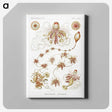 2-45_Ernst-Haeckel_canvas