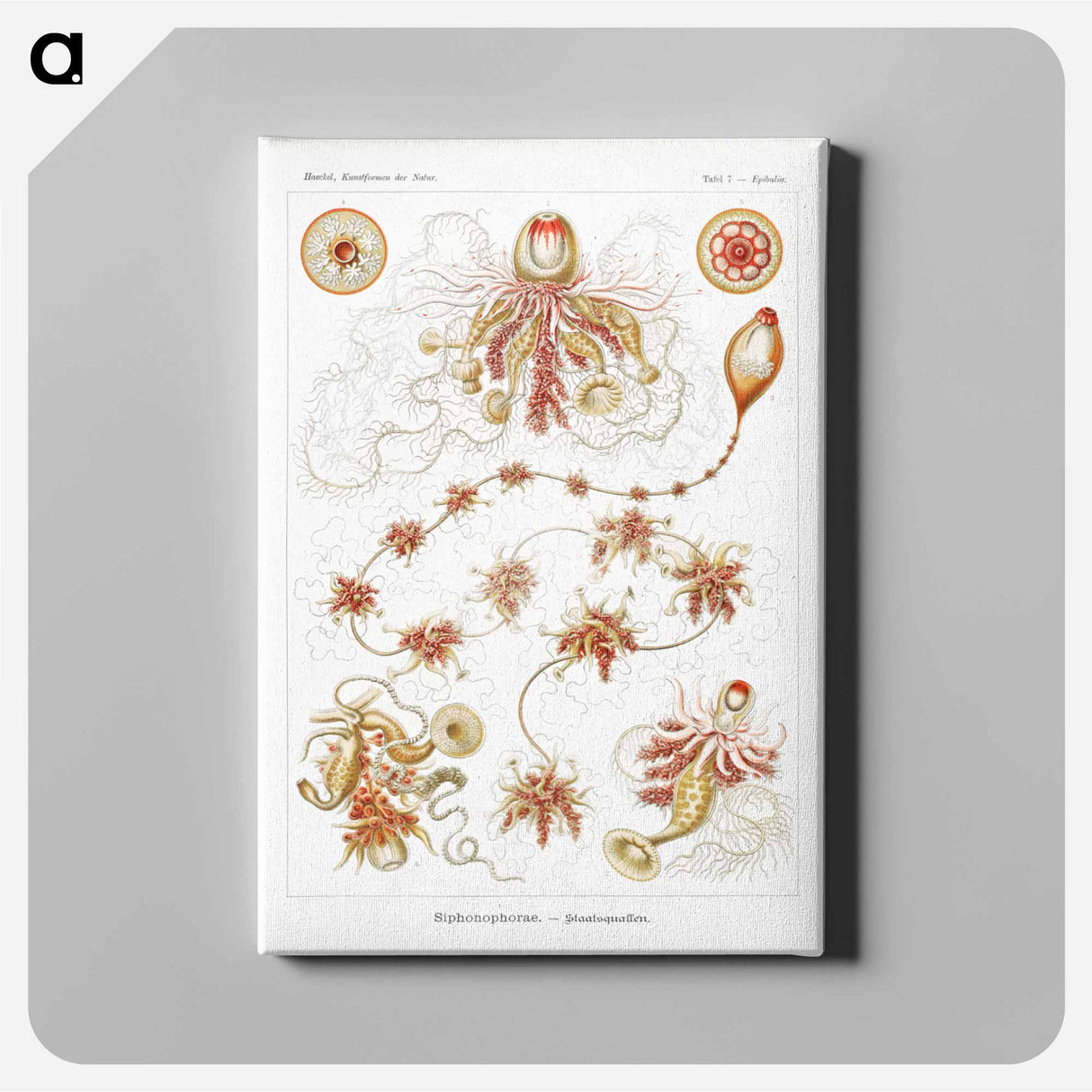 Siphonophorae–Staatsquallen - エルンスト ヘッケル Canvas.